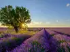 Baum in einem Lavendelfeld in Frankreich im Sonnenuntergang
