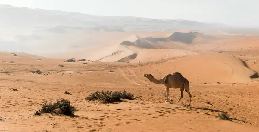 e86c6462c8f1-wahiba-sands-oman Kamel in der Wüste des Oman