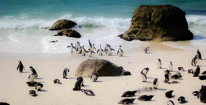 Pinguine in Simon's Town