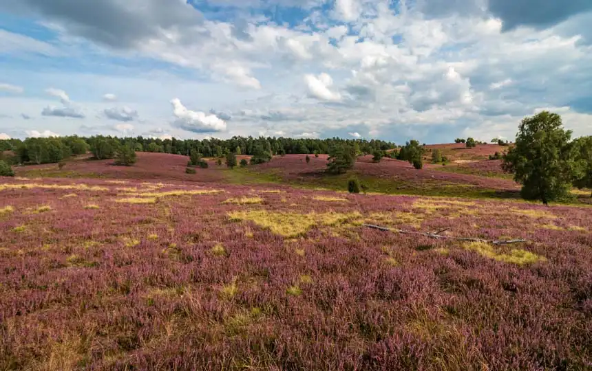 Lüneburger Heide während der Blüte