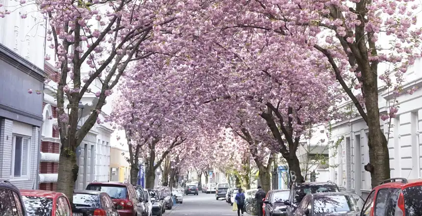 Straße in Bonn mit blühenden Kirschbäumen