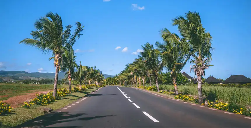 mauritius-strasse-palmen Von Palmen gesäumte Straße auf Mauritius