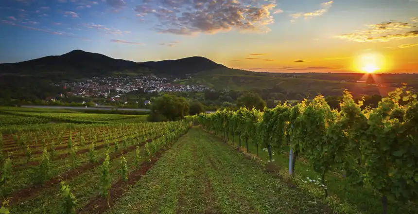 Weinberg in Landau in der Pfalz im Sonnenuntergang
