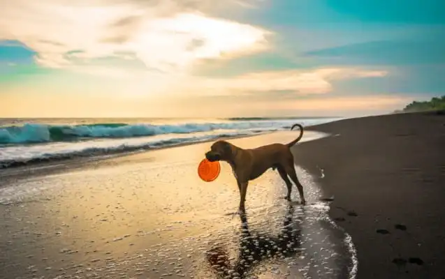 hund am strand