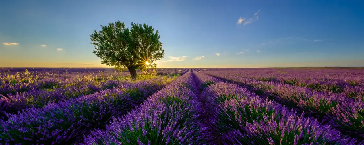 frankreich lavendelfeld mit baum
