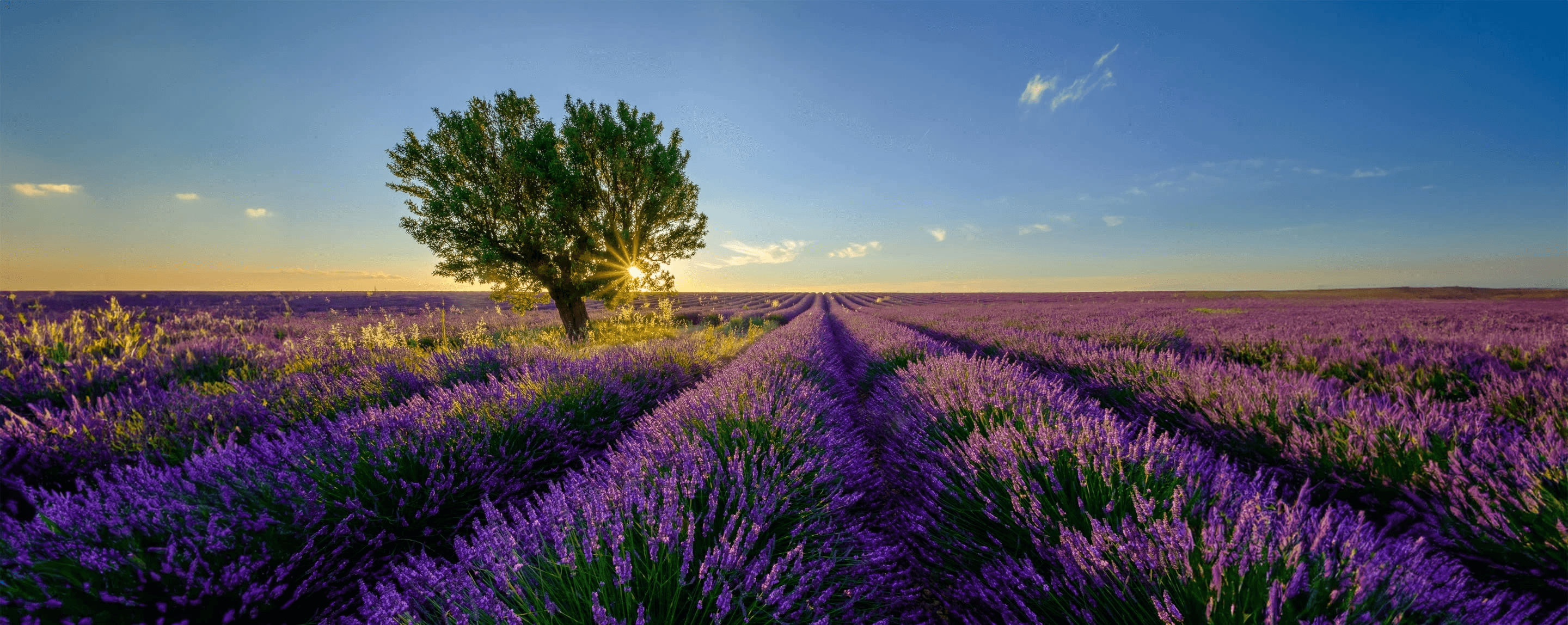 frankreich lavendelfeld mit baum