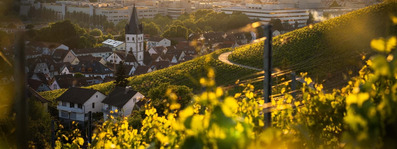 Panoramablick vom Weinberg auf die Stadt Esslingen