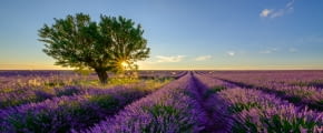 Baum in einem Lavendelfeld in Frankreich im Sonnenuntergang