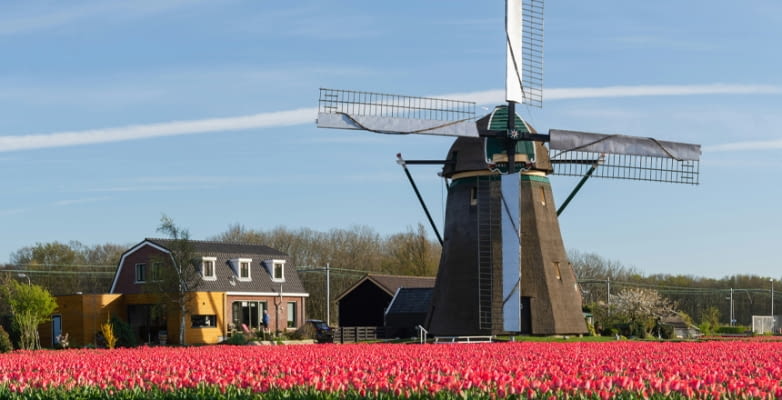 Windmühle mit Tulpenfeld im Vordergrund in den Niederlanden